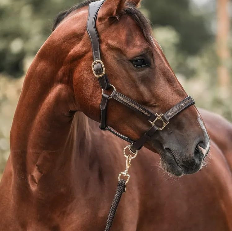 Paarden adventskalender 2026