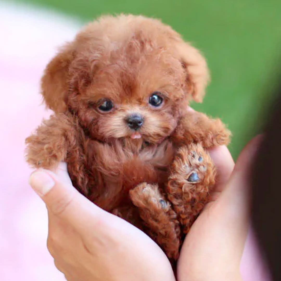 Pluizige Robotpuppy Speelgoed