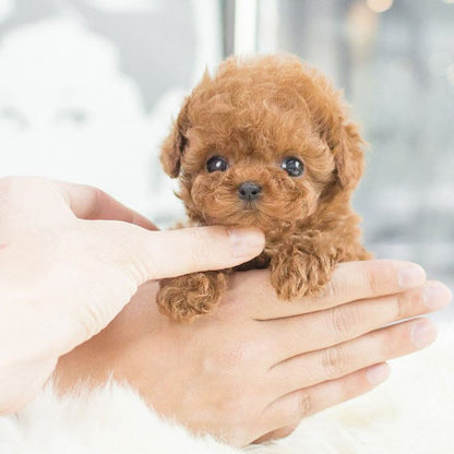 Pluizige Robotpuppy Speelgoed